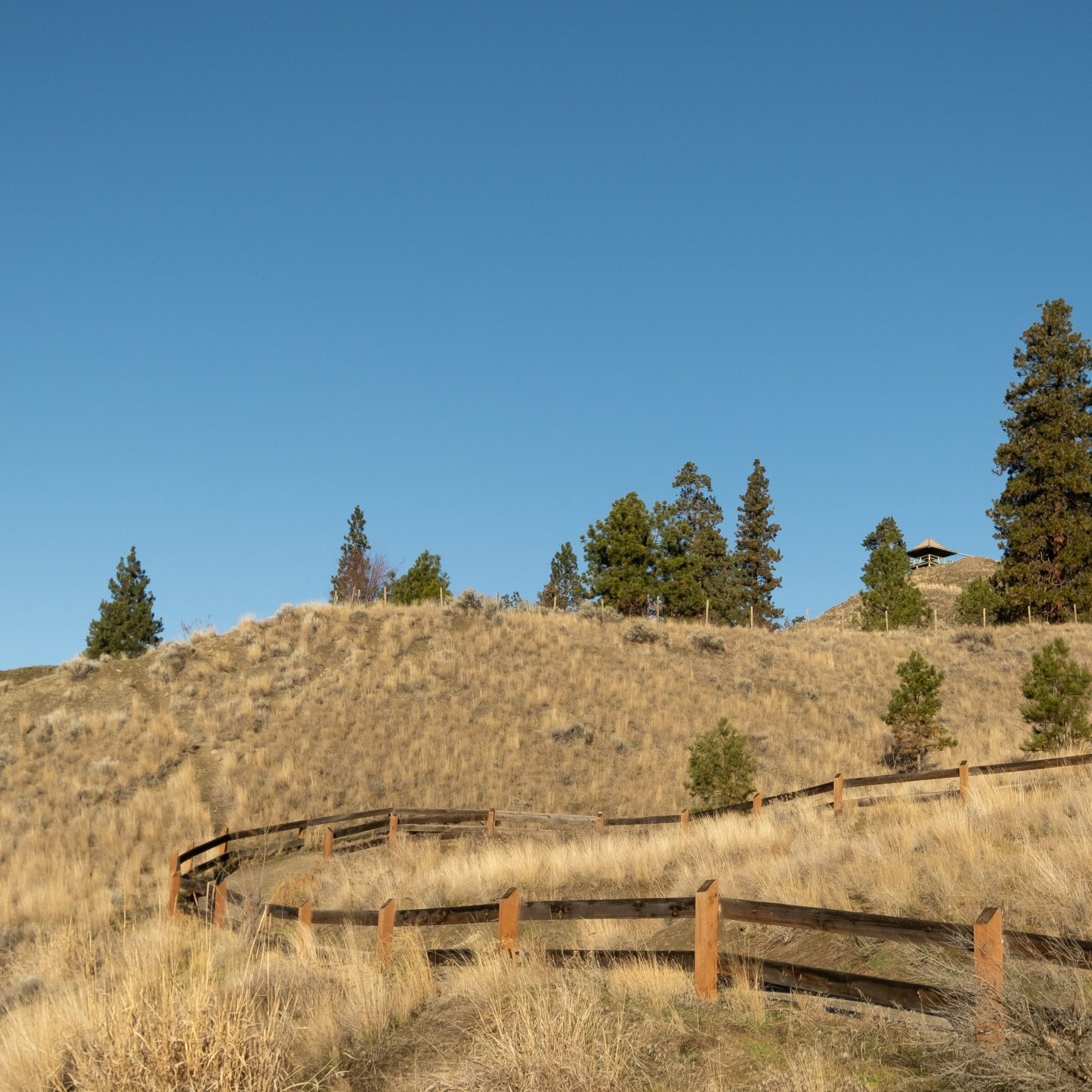 beautiful-view-green-trees-wooden-fence-fields-full-dried-grass
